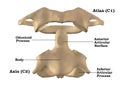 Cervical spine anatomy