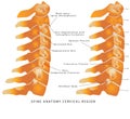 Cervical Spine Royalty Free Stock Photo