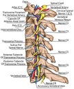 BOARD Lateral topographic relationship of the spinal nerve and vertebral artery