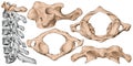 Cervical spine, first cervical vertebra