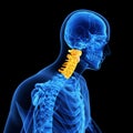 The cervical spine