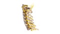 Cervical spine with Nerves lateral view