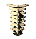 Cervical Spine - Posterior view / Back view Royalty Free Stock Photo