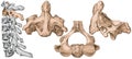 Cervical spine, second cervical vertebra