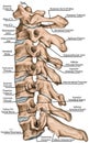 BOARD Cervical spine structure, lateral view Royalty Free Stock Photo