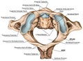 BOARD Atlantoaxial joint, superior view