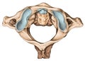 Atlantoaxial joint, superior view