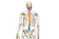 Cervical, thoracic and lumbar vertebrae in color back view with body 3D rendering illustration isolated on white with copy space. Royalty Free Stock Photo