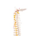 Cervical and thoracic spine on a white background, isolate. Osteochondrosis and degenerative changes in the spine