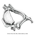 Cervical vertebra human anatomy superior lateral view hand draw