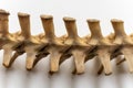 Cervical vertebra is a part of bird skeletal system. Bird anatomy. Bird skeletal system. Avian skeletal systems are modified