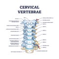 Cervical vertebrae with bones detailed and labeled structure outline diagram