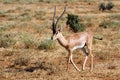 Cervicapra (bohor reedbuck), antelope of central Africa.