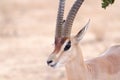 Cervicapra (bohor reedbuck), antelope of central Africa.