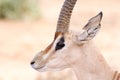 Cervicapra (bohor reedbuck), antelope of central Africa.