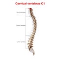 Cervical vertebrae C1