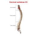 Cervical vertebrae C5