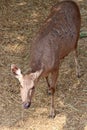 cervid (sambar deer) in a zoo in thailand Royalty Free Stock Photo