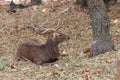 cervid in a zoo - chiang mai - thailand