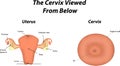 The Cervix