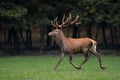 Red deer stag crossing the meadow