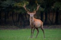 Red deer stag facing the camera on a meadow