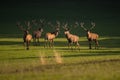 Group of red deers standing on meadow