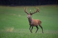 Red deer stag crossing the madow