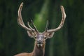 Cervus elaphus