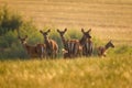 Cervus elaphus. Group of female European or common deer and young baby calf at sunset Royalty Free Stock Photo