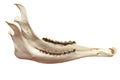 Cervus elaphus mandible