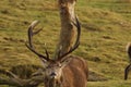 Cervus elaphus, red deer stag rutting Royalty Free Stock Photo