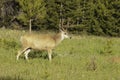 Cervus - odocoilus hemionus Royalty Free Stock Photo