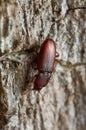 Cerylon beetle on wood Royalty Free Stock Photo