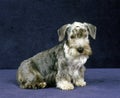 CESKY TERRIER Royalty Free Stock Photo