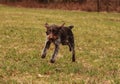 Cesky fousek, Czech gun dog frolic in wildlife. She has white and brown fur. Czech pointer jumps and romp around in park. Griffon