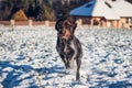 Cesky fousek jumps through snowy field. The focused look of young Bohemian wire as she sprints for his prey. Barbu tcheque is