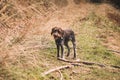 Cesky Fousek Stands Motionless On The Forest Road, His Expression Amused, Waiting For His Master. A Picture Of A Dog, A Friend In