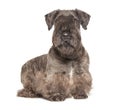 Cesky Terrier Royalty Free Stock Photo