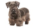 Cesky Terrier Royalty Free Stock Photo