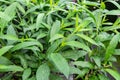 Cestrum is flowering plants in the family Solanaceae