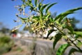 Cestrum nocturnum with flowers in the city countryside