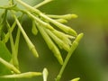 Cestrum nocturnum or Hasna hena