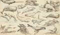 Cetaceans, Cetacea - An hand drawn pack, freehand sketching - full sized collection on od paper. Royalty Free Stock Photo