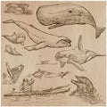 Cetaceans, Cetacea - An hand drawn pack, vector sketching Royalty Free Stock Photo