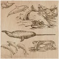 Cetaceans, Cetacea - An hand drawn vector pack, collection