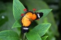 Cethosia biblis butterfly on red tropical flower, butterfly with patterned opened wings Royalty Free Stock Photo