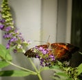 Cethosia biblis or Red lacewing butterfly from Asia in Bucharest Royalty Free Stock Photo