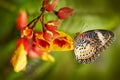 Cethosia biblis, red lacewing, species of heliconiine butterfly belonging to family Nymphalidae. Wild insect from nature, Thailand Royalty Free Stock Photo