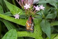 Cethosia cyane, the leopard lacewing, is a species of heliconiine butterfly Royalty Free Stock Photo